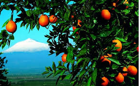 arance sicilia