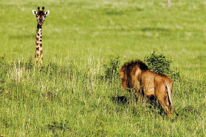 giraffa e leone