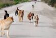 A Gagliano C.to iniziativa promossa dal comune per i cani randagi