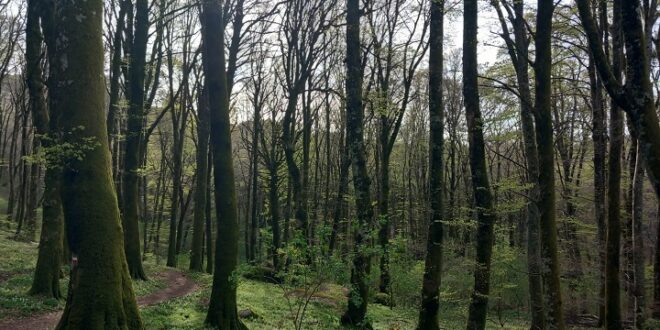 Età degli alberi e delle foreste “impatta” sugli ecosistemi forestali sottoposti al cambiamento climatico