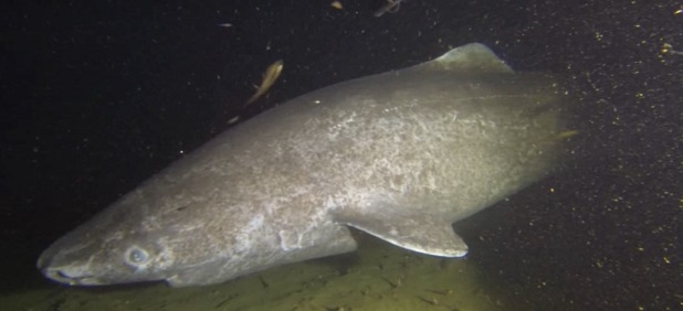 Dal genoma dello squalo della Groenlandia i segreti della sua longevità