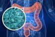 Un batterio intestinale alleato contro l’obesità e il diabete